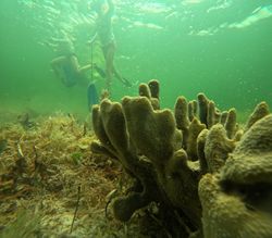 Snorkel adventures in Crystal River!